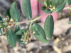 Euphorbia hypericifolia