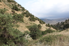 Juniperus polycarpos