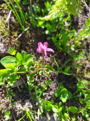 Corydalis conorhiza