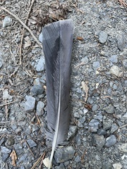 Dendragapus obscurus