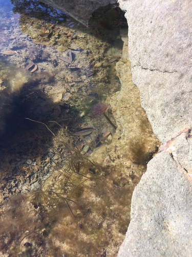 Sabella spallanzanii