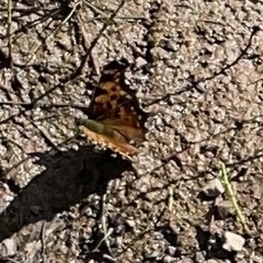 Polygonia faunus