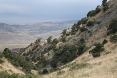 Juniperus polycarpos