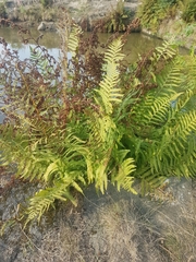 Dryopteris filix-mas