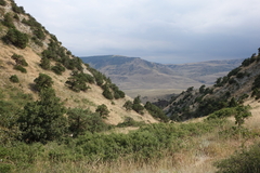 Juniperus polycarpos