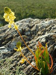Bulbine frutescens