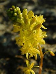 Bulbine frutescens