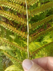 Dryopteris filix-mas