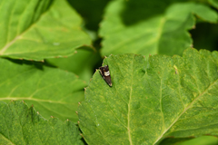 Grapholita compositella