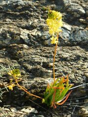 Bulbine frutescens