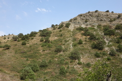 Juniperus polycarpos