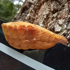 Megalopyge opercularis