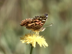 Vanessa braziliensis