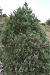 Juniperus polycarpos