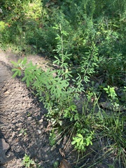 Lespedeza cuneata