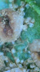 Dryopteris filix-mas