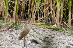 Ardea purpurea