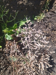 Limonium vulgare