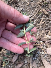 Euphorbia hypericifolia