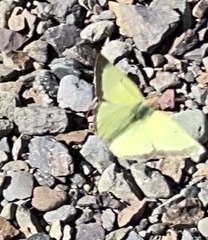 Colias philodice