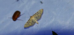 Blepharomastix ranalis