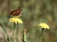 Vanessa braziliensis
