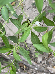 Vallesia glabra