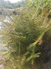 Athyrium filix-femina