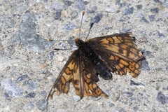 Euphydryas cynthia