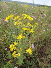 Jacobaea