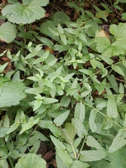 Scutellaria galericulata