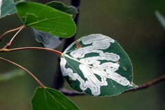 Phyllocnistis populiella