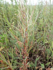 Epilobium tetragonum