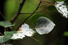 Phyllocnistis populiella