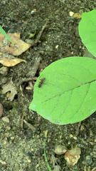 Camponotus chromaiodes