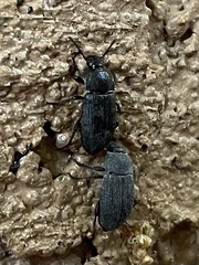 Blapstinus