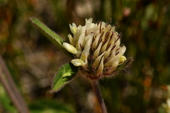 Trifolium ochroleucon