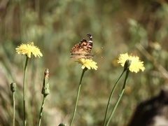 Vanessa braziliensis