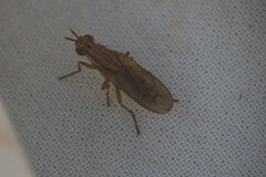 Sciomyzidae