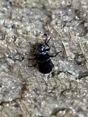 Blapstinus