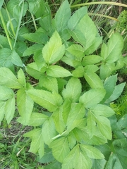 Angelica archangelica