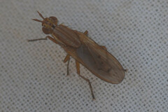 Sciomyzidae