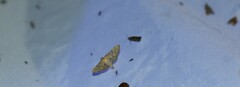 Blepharomastix ranalis