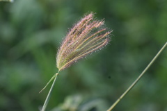 Chloris virgata