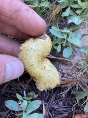 Suillus megaporinus