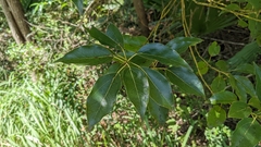 Cinnamomum camphora