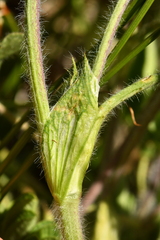 Trifolium ochroleucon