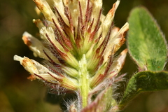 Trifolium ochroleucon