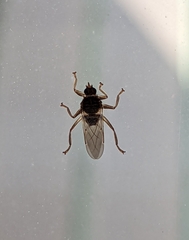 Pseudolynchia canariensis