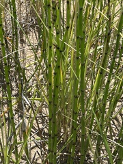 Equisetum fluviatile